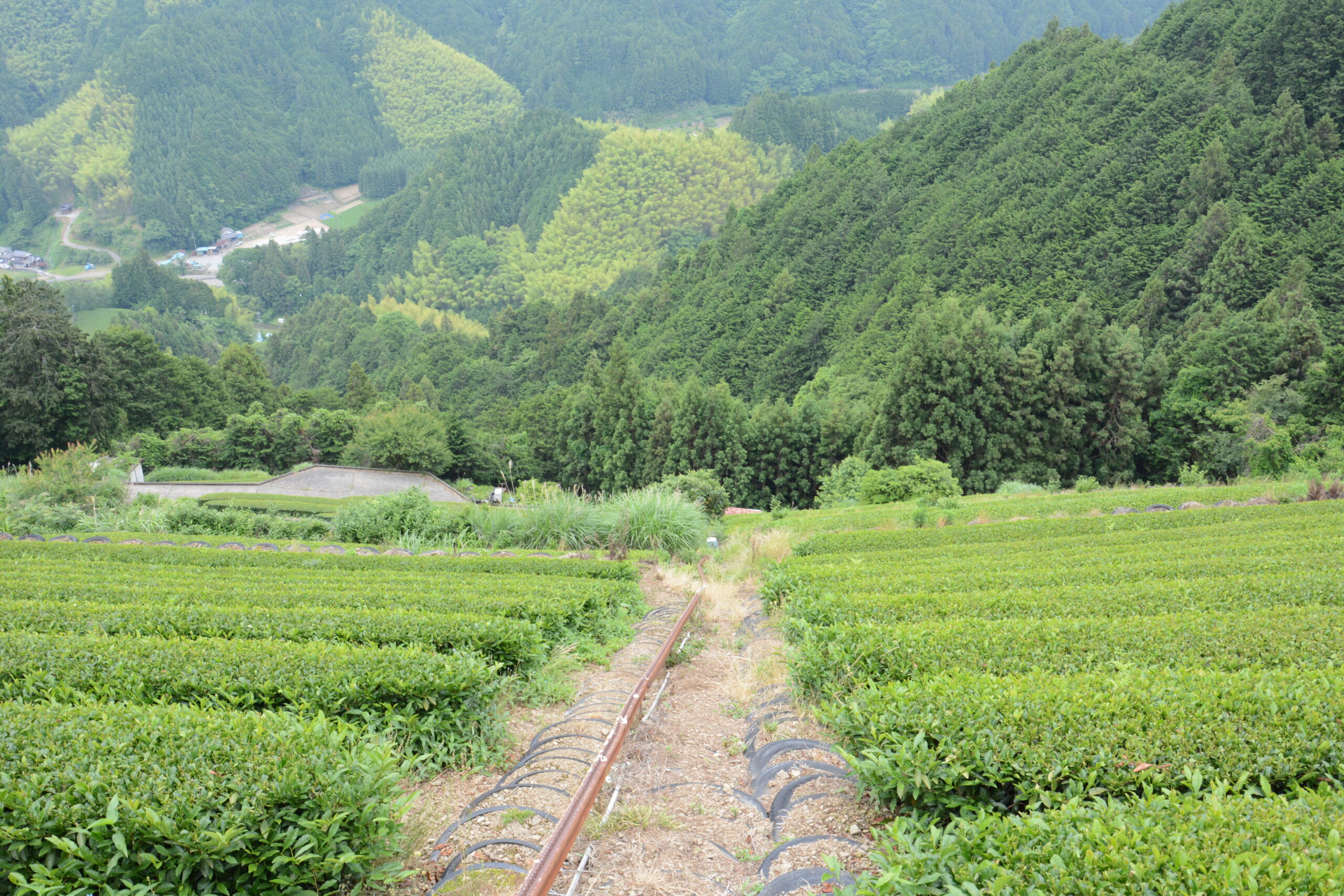 道中